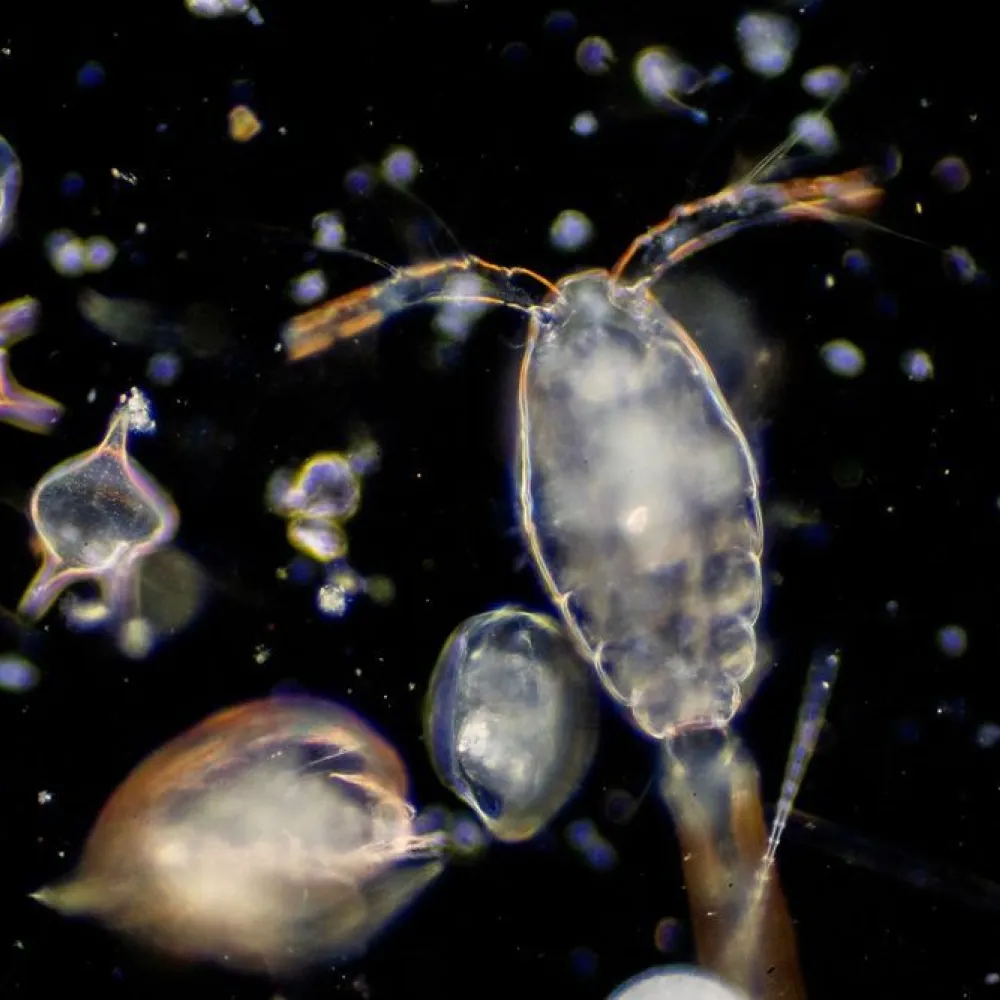 plankton